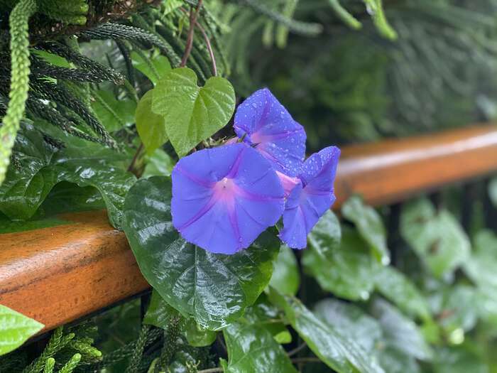 Blue and purple flower