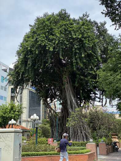 Massive banyan tree